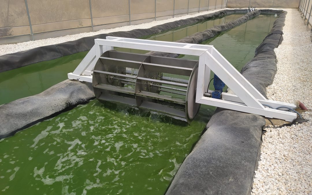GRUPO EULEN – Depuración sostenible de aguas residuales: la eficacia de los Filtros Verdes con Populus sp